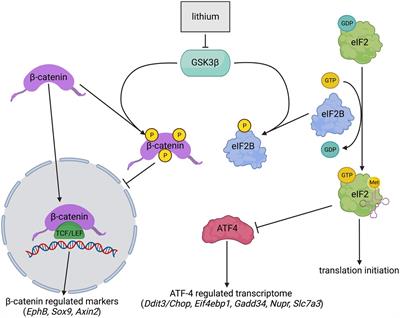 Lithium: effects in animal models of vanishing white matter are not promising